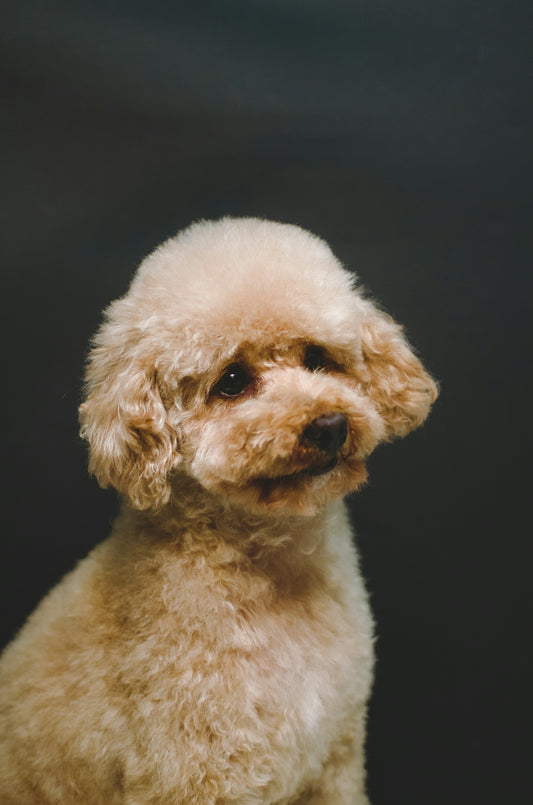 a small dog looking up