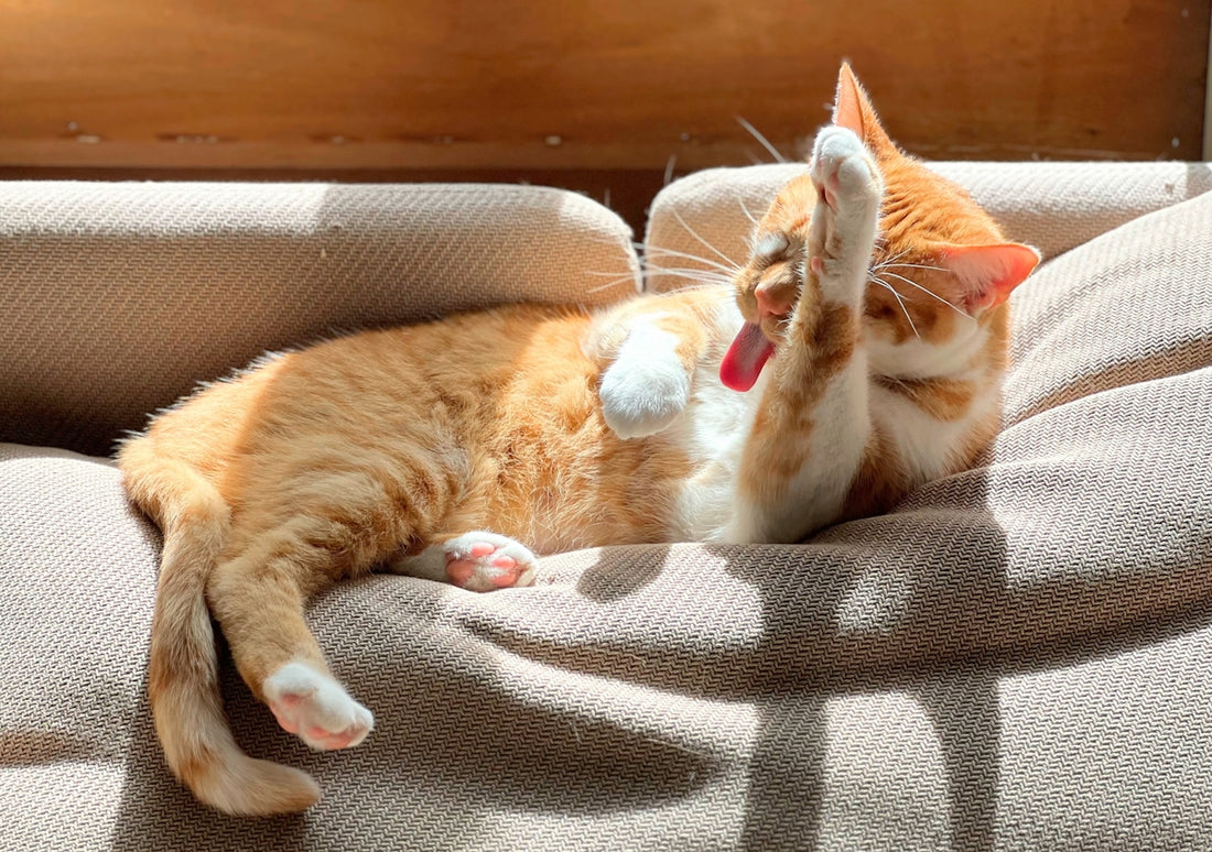 A ginger cat relaxes and cleans itself.