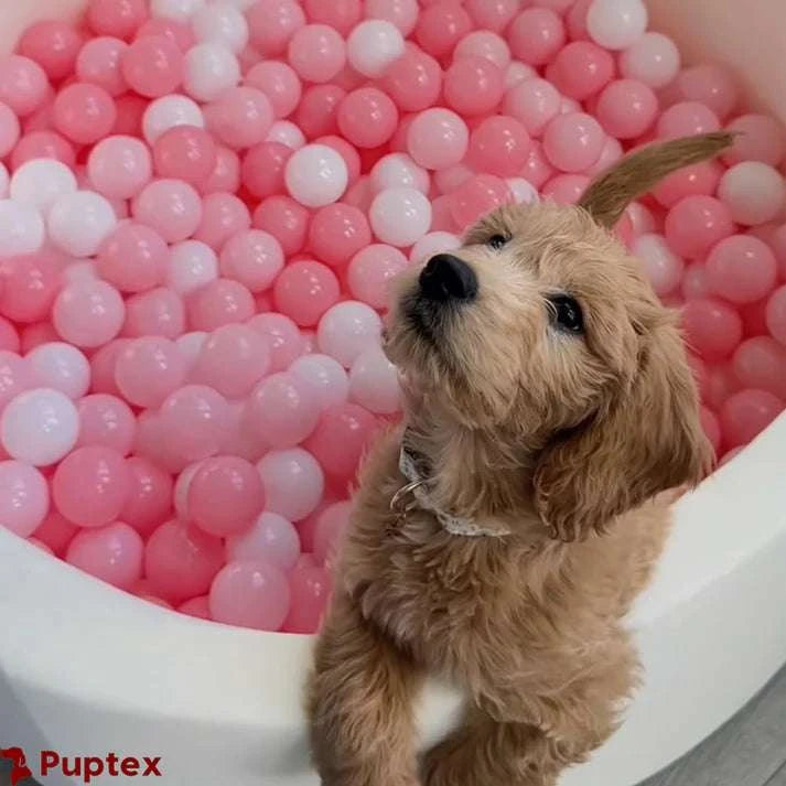Frenzy Pit™ - Dog Ball Pit - Puptex Store